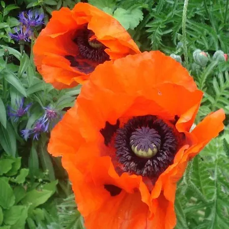 宋恩谢因酒店 3* 施马伦贝格