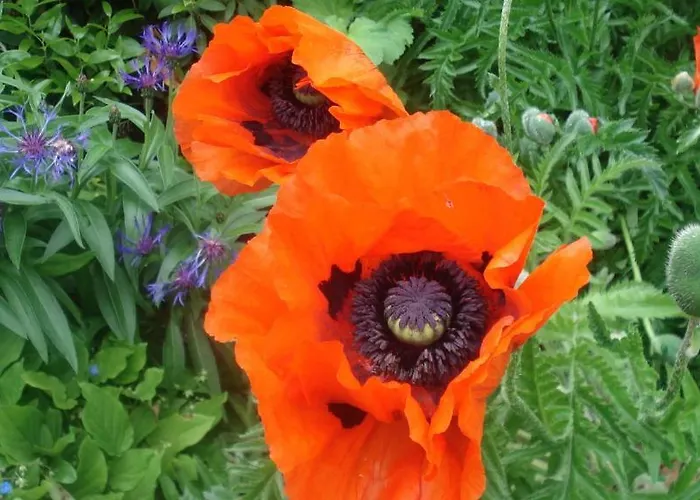 Sonnenschein 3* Schmallenberg